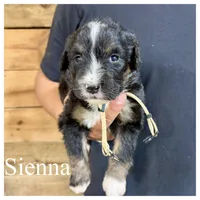 Sienna- Standard F1, a female Bernedoodle for sale in Columbia City, IN – Photo 1 of 2