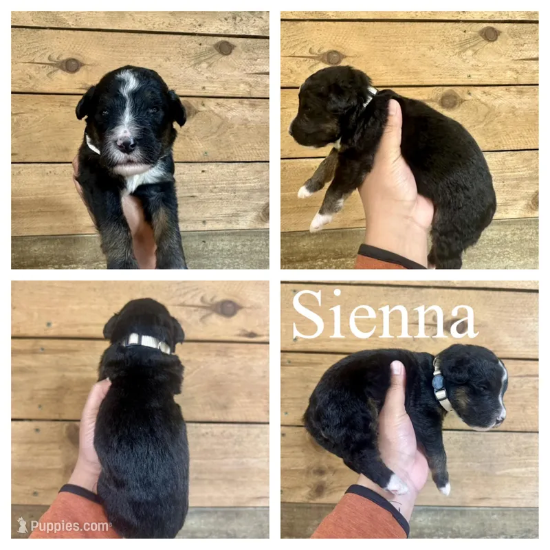 Sienna- Standard F1 – Bernedoodle puppy for sale in Columbia City, IN
