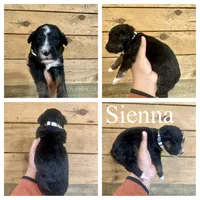Sienna- Standard F1, a female Bernedoodle for sale in Columbia City, IN – Photo 2 of 2