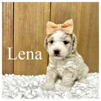 Lena- Micro F1b, a female Miniature Bernedoodle for sale in Columbia City, IN – 1 of 2