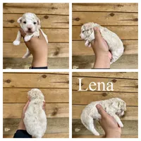 Lena- Micro F1b, a female Miniature Bernedoodle for sale in Columbia City, IN – 2 of 2