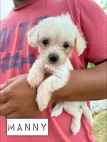 Manny, a male Chinese Crested and Poodle - Toy  for sale in Columbia City, IN – Photo 4 of 4