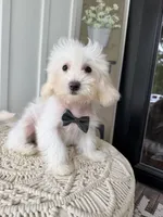Manny, a male Chinese Crested and Poodle - Toy  for sale in Columbia City, IN – Photo 1 of 4