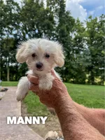 Manny, a male Chinese Crested and Poodle - Toy  for sale in Columbia City, IN – Photo 3 of 4