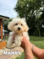 Manny, a male Chinese Crested and Poodle - Toy  for sale in Columbia City, IN – Photo 2 of 4