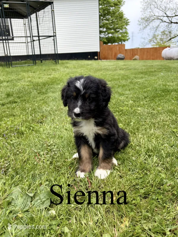 Sienna- Standard F1 – Bernedoodle puppy for sale in Columbia City, IN