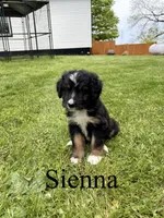 Sienna- Standard F1, a female Bernedoodle for sale in Columbia City, IN – 1 of 5