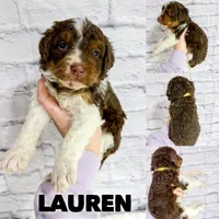 Lauren - Standard F1b, a female Saint Berdoodle for sale in Columbia City, IN – Photo 1 of 3