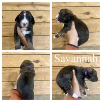Savannah- Standard F1, a female Bernedoodle for sale in Columbia City, IN – Photo 2 of 2