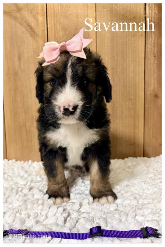 Savannah- Standard F1 – Bernedoodle puppy for sale in Columbia City, IN