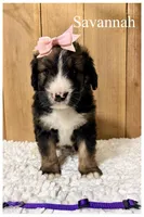 Savannah- Standard F1, a female Bernedoodle for sale in Columbia City, IN – 3 of 5