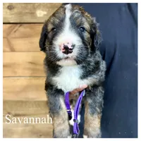 Savannah- Standard F1, a female Bernedoodle for sale in Columbia City, IN – Photo 1 of 2