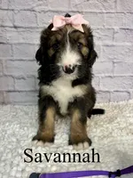 Savannah- Standard F1, a female Bernedoodle for sale in Columbia City, IN – 2 of 5