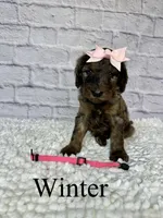 Winter- Standard F1B, a female Goldendoodle for sale in Columbia City, IN – 2 of 3