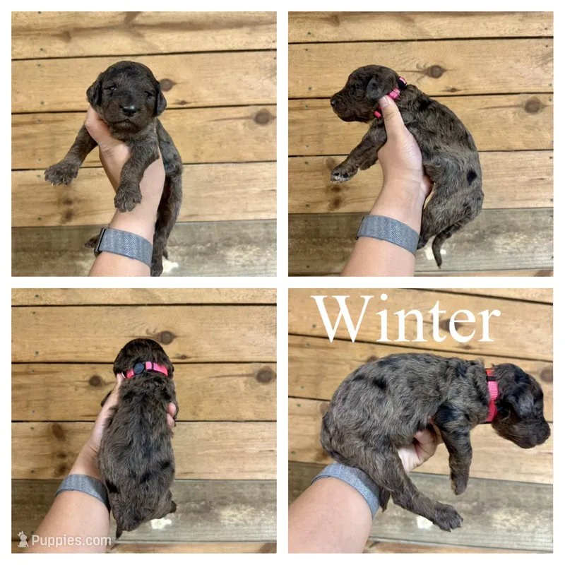 Winter- Standard F1B – Goldendoodle puppy for sale in Columbia City, IN