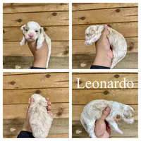 Leonardo- Micro F1b, a male Miniature Bernedoodle for sale in Columbia City, IN – 2 of 2