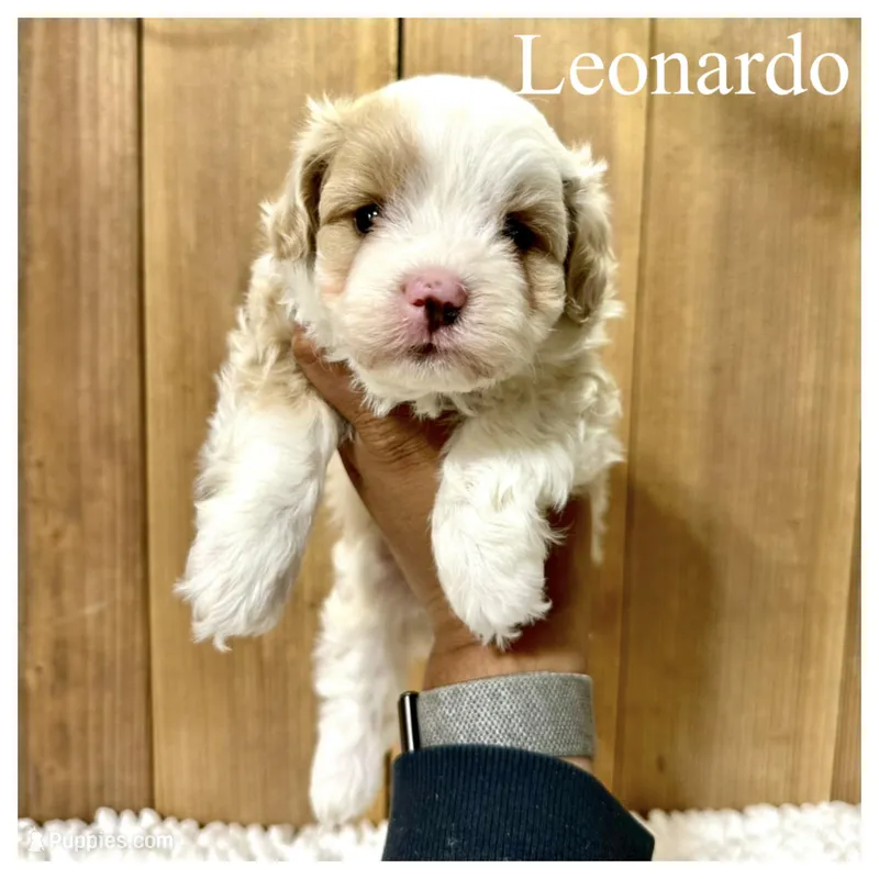 Leonardo- Micro F1b – Miniature Bernedoodle puppy for sale in Columbia City, IN