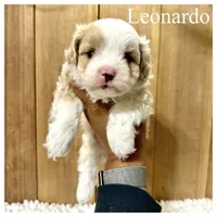 Leonardo- Micro F1b, a male Miniature Bernedoodle for sale in Columbia City, IN – 1 of 2