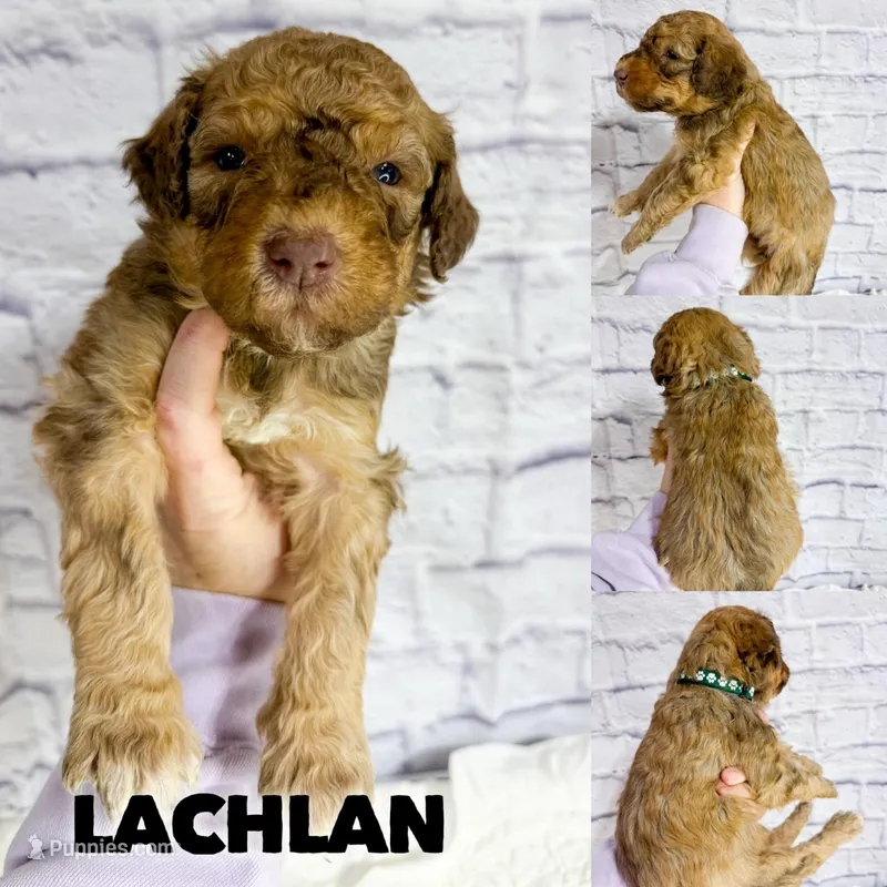 Lachlan - Standard F1b