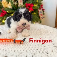 Finnigan - Mini F1b, a male Miniature Bernedoodle for sale in Columbia City, IN – Photo 7 of 10