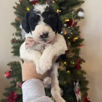 Finnigan - Mini F1b, a male Miniature Bernedoodle for sale in Columbia City, IN – Photo 8 of 10