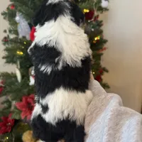 Finnigan - Mini F1b, a male Miniature Bernedoodle for sale in Columbia City, IN – Photo 9 of 10