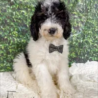 Finnigan - Mini F1b, a male Miniature Bernedoodle for sale in Columbia City, IN – Photo 2 of 10