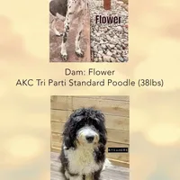Finnigan - Mini F1b, a male Miniature Bernedoodle for sale in Columbia City, IN – Photo 10 of 10