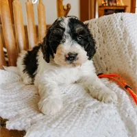 Finnigan - Mini F1b, a male Miniature Bernedoodle for sale in Columbia City, IN – Photo 6 of 10