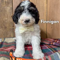Finnigan - Mini F1b, a male Miniature Bernedoodle for sale in Columbia City, IN – Photo 5 of 10