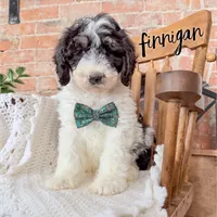 Finnigan - Mini F1b, a male Miniature Bernedoodle for sale in Columbia City, IN – Photo 3 of 10