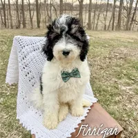 Finnigan - Mini F1b, a male Miniature Bernedoodle for sale in Columbia City, IN – Photo 1 of 10