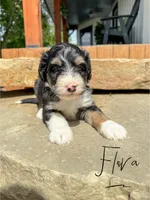 Flora - Standard F1, a female Bernedoodle for sale in Columbia City, IN – Photo 8 of 10