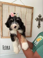 Flora - Standard F1, a female Bernedoodle for sale in Columbia City, IN – Photo 4 of 10