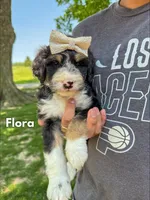 Flora - Standard F1, a female Bernedoodle for sale in Columbia City, IN – Photo 7 of 10