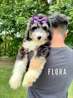 Flora - Standard F1, a female Bernedoodle for sale in Columbia City, IN – Photo 2 of 10