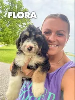 Flora - Standard F1, a female Bernedoodle for sale in Columbia City, IN – Photo 5 of 10