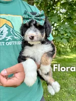 Flora - Standard F1, a female Bernedoodle for sale in Columbia City, IN – Photo 6 of 10