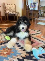 Flora - Standard F1, a female Bernedoodle for sale in Columbia City, IN – Photo 1 of 10