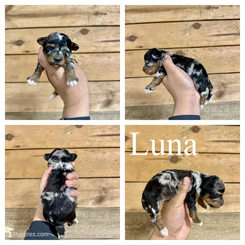 Luna – Miniature Bernedoodle puppy on hold in Columbia City, IN