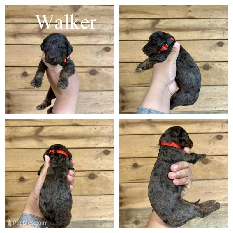 Walker- Standard F1B – Goldendoodle puppy for sale in Columbia City, IN