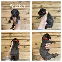Walker- Standard F1B, a male Goldendoodle for sale in Columbia City, IN – 3 of 3