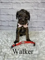 Walker- Standard F1B, a male Goldendoodle for sale in Columbia City, IN – 2 of 3