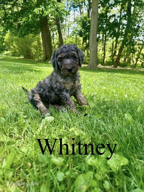 Whitney- Standard F1B – Goldendoodle puppy for sale in Columbia City, IN