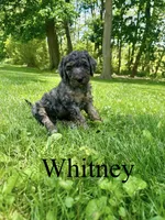 Whitney- Standard F1B, a female Goldendoodle for sale in Columbia City, IN – 1 of 3
