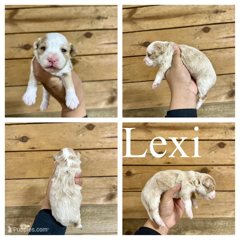 Lexi- Micro F1b – Miniature Bernedoodle puppy on hold in Columbia City, IN