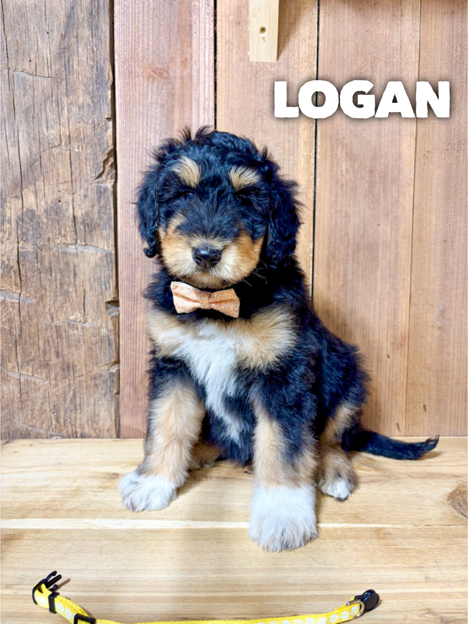 Children with puppy・高さ１５cm◇ Copen◇ Logan - F1 is a Collie and Poodle - Standard puppy for sale in