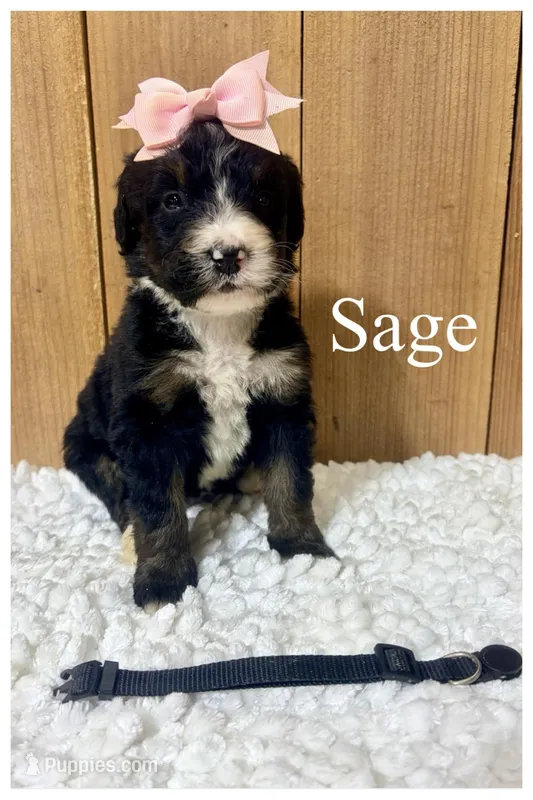 Sage- Standard F1 – Bernedoodle puppy for sale in Columbia City, IN