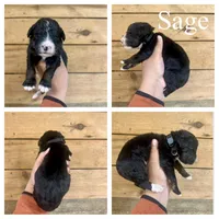 Sage- Standard F1, a female Bernedoodle for sale in Columbia City, IN – Photo 2 of 2
