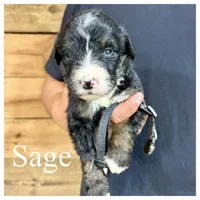 Sage- Standard F1, a female Bernedoodle for sale in Columbia City, IN – Photo 1 of 2